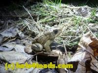 /home//u458753944/public_html/sourcegallery////////Roxborough Toad Detour/2013-2019/2013/2013-04-09/P1120044.JPG